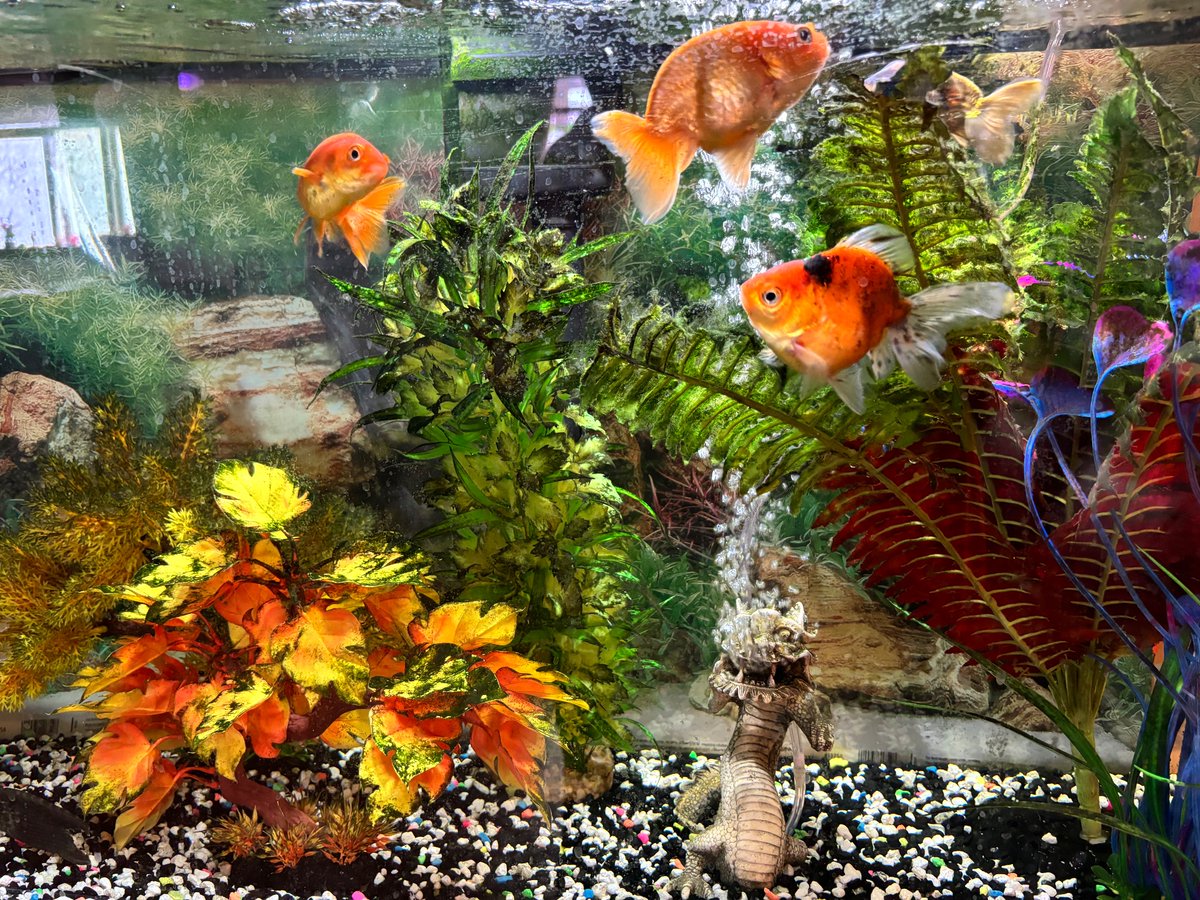 Hellbeastly's tweet photo. Happy #wetWednesday from the fish!!!! #fishoftwitter https://t.co/dYtmwHhbMv