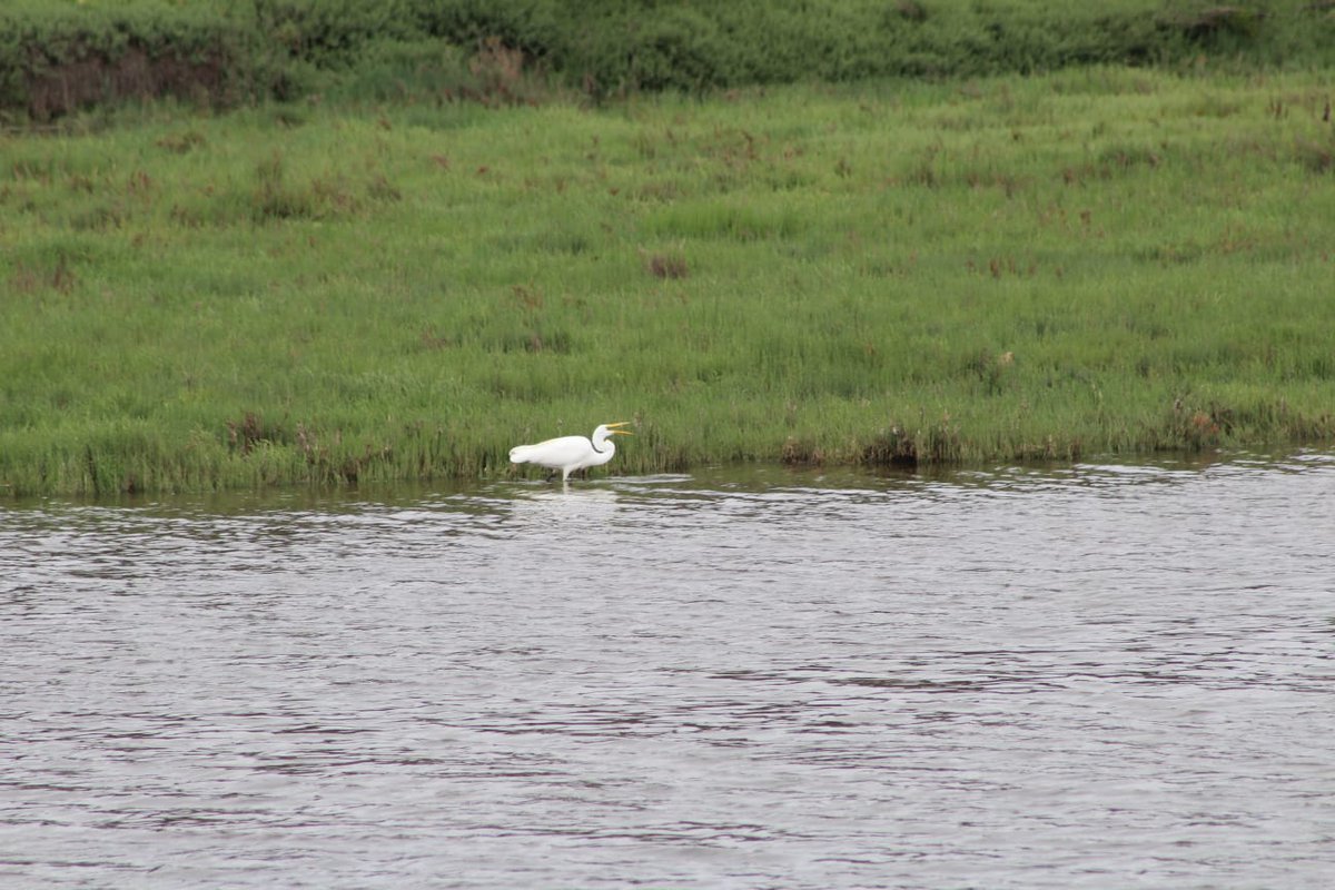 Para contabilizar fauna silvestre de aves y mamíferos, equipo de Recursos Naturales Renovables de <a href="/sagchile/">SAG</a> #Petorca se trasladó hasta humedal de Salinas de Pullally.