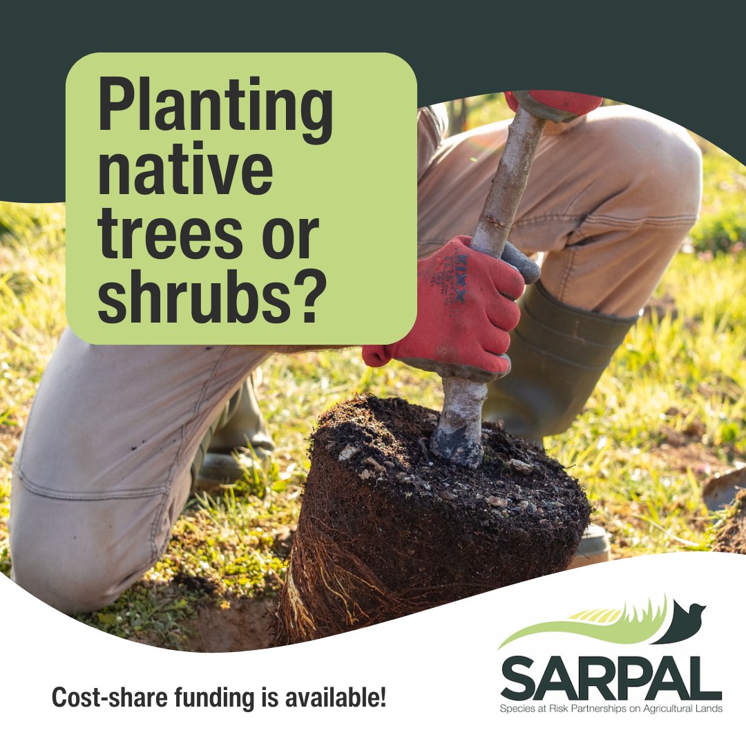 OntarioSoilCrop's tweet photo. Want to support species at risk on your farm?
A targeted Species at Risk Partnership on Agricultural Lands (#SARPAL) intake is currently accepting applications!
Are you planting native trees or shrubs on your farm? You could be eligible for cost-share funding. ๐ฒ
Want to learn more? Please visit: https://t.co/P64zYsOGPl