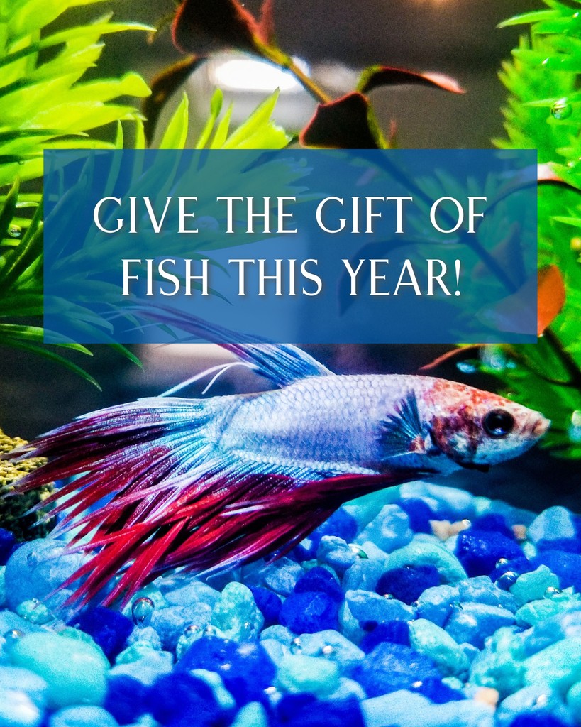 Enviro_Reps's tweet image. 🎁 Thinking of Giving Fish as a Gift? Here’s What You Need to Know! 🐟

Fish can make thoughtful gifts for kids learning responsibility, nature enthusiasts, or anyone seeking a calming, low-maintenance pet!

#HolidayGifts #BeginnerFish #EnviroReps 
#AquaticHealth #AquaticLife