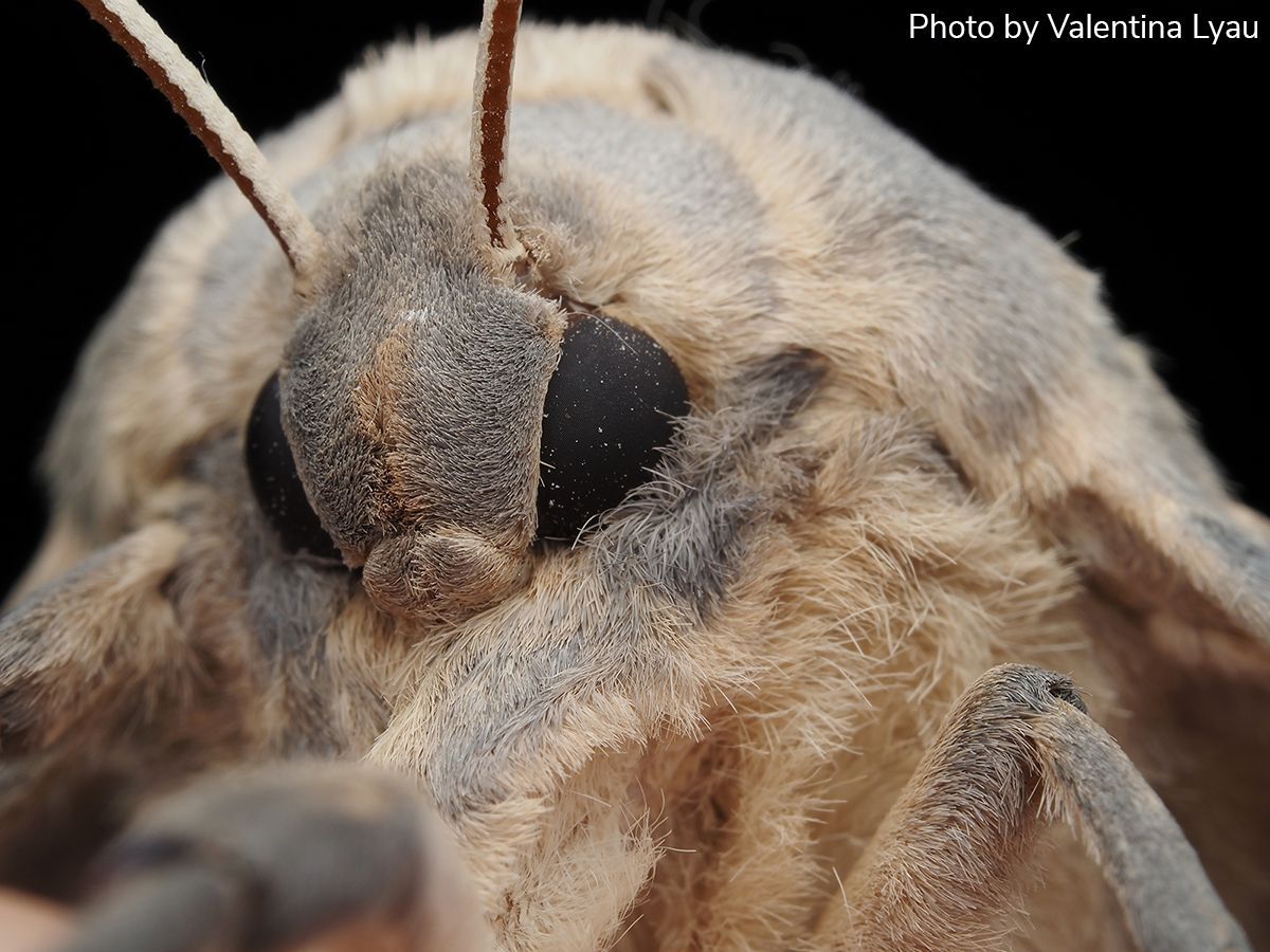 Arthropod Photo of the Week: December 4, 2024
Poplar sphinx moth
Pachysphinx occidentalis
Lepidoptera: Sphingidae
By Valentina Lyau, California, USA
#arthropodPOTW