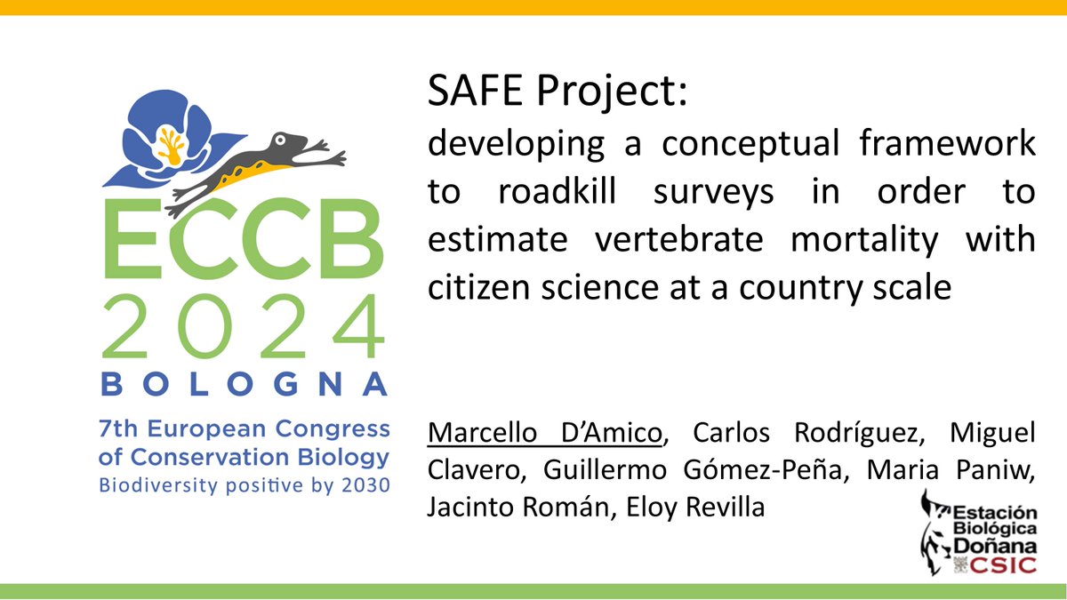 MaD_OnTheRoad's tweet photo. The book of abstracts for @ECCB_2024 is now online: https://t.co/95DA4WuzRC. We gave a talk on #ProyectoSAFE, @CarlosR18339245 @Chikichanka @GuillermoG24200 @arvicolasapidus @revilla_eloy, #ECCB2024Bologna #RoadEcology @SCBEurope @Society4ConBio @SCB_italy https://t.co/uMkOAhEKvb