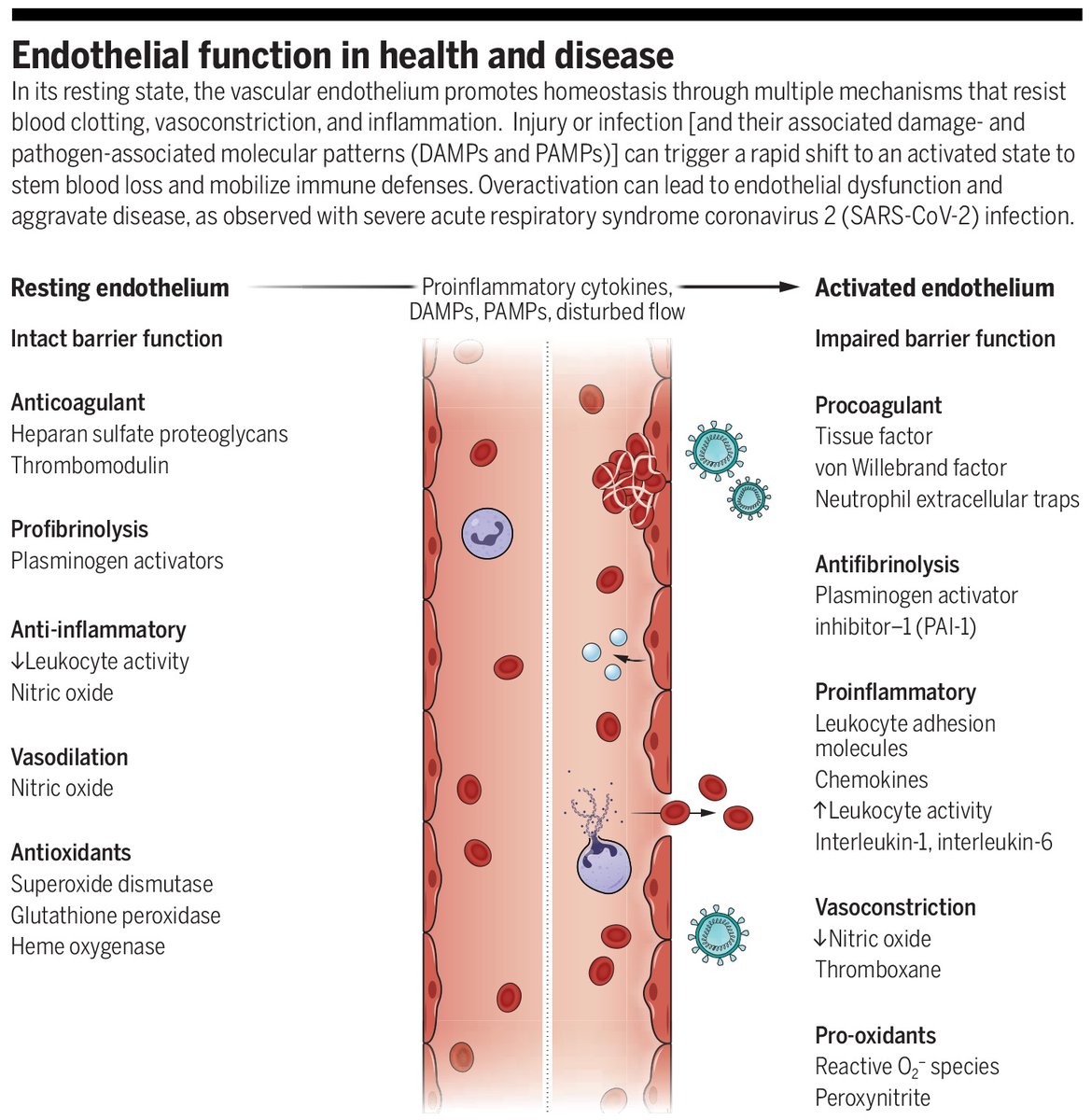 Infection with #SARSCoV2 has highlighted how altered endothelial functions contribute to multiorgan health effects during the acute phase of #COVID19 and potentially to the longer-term consequences associated with #LongCovid.

Learn more in a new #SciencePerspective: