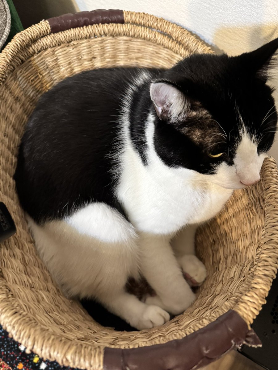おはようございます
ﾐﾁｨ

#猫のいる暮らし