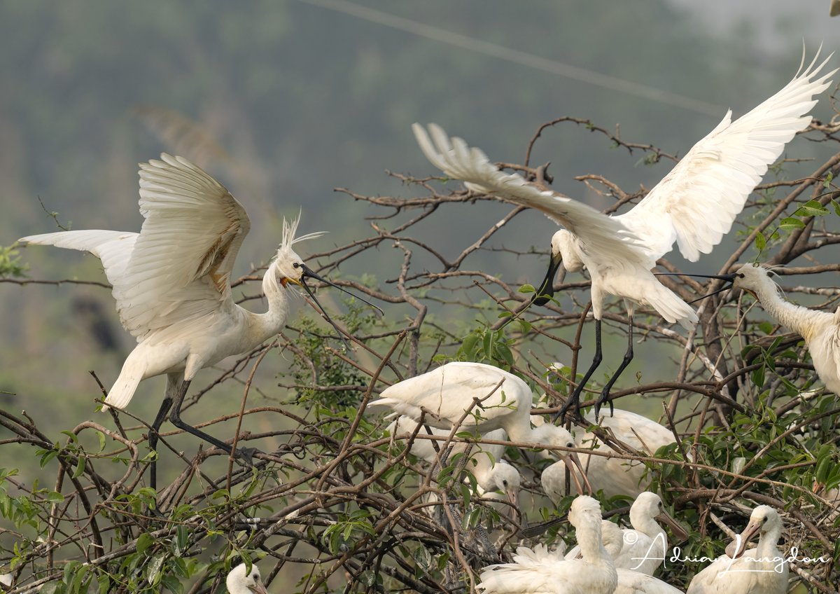 Adrian Langdon (@maxshearwater) on Twitter photo Spoonbills galore! Bharatpur, India on outskirts of reserve against a dual carriageway with noise and disturbance. If food source is there birds will thrive! #bharatpurbirdsanctuary <a href="/BobBosisto/">Bob Bosisto</a> <a href="/Kernowringer/">Peter Roseveare</a> <a href="/camelbirder/">Derek Julian</a> <a href="/JasminaGoodair/">Jasmina Goodair</a> <a href="/CBWPS1/">Cornwall Birds</a> Spoonbills galore! Bharatpur, India on outskirts of reserve against a dual carriageway with noise and disturbance. If food source is there birds will thrive! #bharatpurbirdsanctuary <a href="/BobBosisto/">Bob Bosisto</a> <a href="/Kernowringer/">Peter Roseveare</a> <a href="/camelbirder/">Derek Julian</a> <a href="/JasminaGoodair/">Jasmina Goodair</a> <a href="/CBWPS1/">Cornwall Birds</a>
