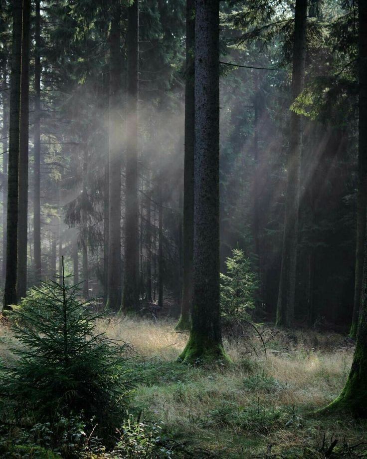 elemmiressoul's tweet photo. mystic forest. https://t.co/r5jANbGv8N
