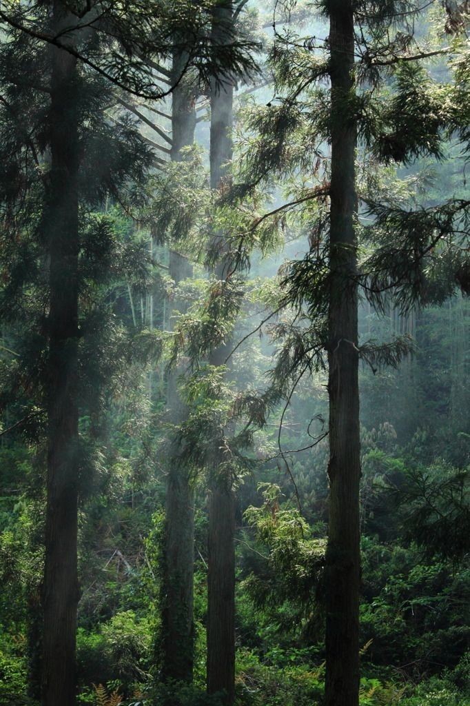 elemmiressoul's tweet photo. mystic forest. https://t.co/r5jANbGv8N