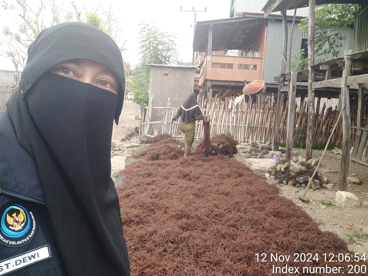 stdewi98's tweet image. Selasa 12/11/2024 Pengambilan Data Produksi  di Pokdakan Balang To&apos;do sebanyak 353 kg Jenis Eucheuma Cottonii di Di Desa Bontosunggu Kec.Tamalatea Kab.Jeneponto