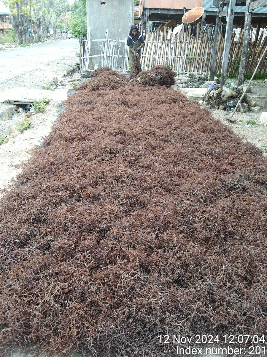 stdewi98's tweet image. Selasa 12/11/2024 Pengambilan Data Produksi  di Pokdakan Balang To&apos;do sebanyak 353 kg Jenis Eucheuma Cottonii di Di Desa Bontosunggu Kec.Tamalatea Kab.Jeneponto