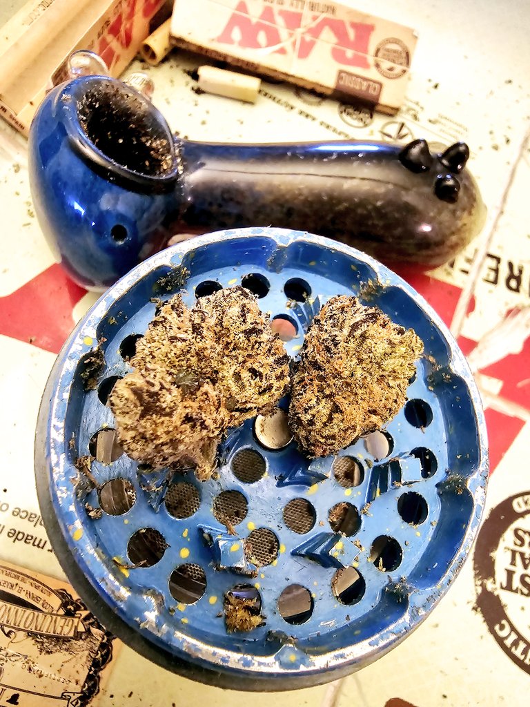 TERP_THCA's tweet photo. What are you guys smoking for 420?

#PremiumFlower #danktrees #topshelfcannabis #gasterps #smallbatch #craftcannabis #grownwithcare #frostynug #nugporn
#Mmemberville #StonerFam #Hemp #THCA #cannabisculture #Cannabiscommunity #weedsmokers #WeedLovers #420Everyday #Cannabisproducts #stoners #miami #weedlife #smokesesh #weed #weedtwitter