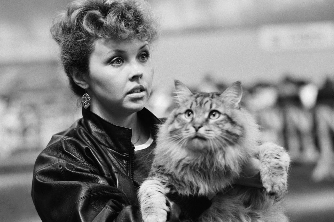 PicturesUssr's tweet photo. At the first Soviet cat exhibition in Bitsevo Sport Complex. Photo by Oleg Buldakov (Moscow, 1987). https://t.co/XJWmXkWYtv