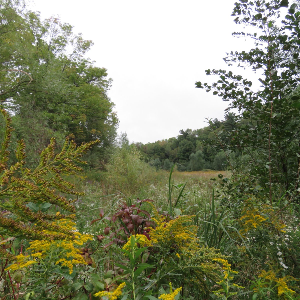 🌱 This #GivingTuesdayCA, give back to the land that gives us so much!

Through our Soil Health Program &amp; nature-based projects, we're helping farmers improve soil, restoring wetlands &amp; more!

💚 Healthy lands = healthy lives.
👉 Donate today: greenbelt.ca/donate