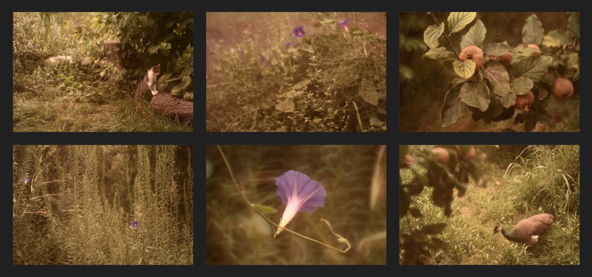 Bárbara Bezina tweet media