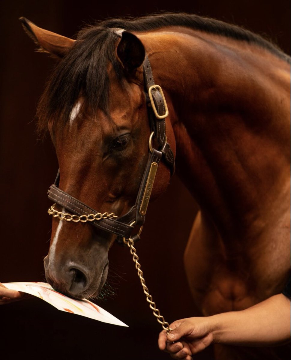 ABRLive's tweet photo. Looking for that one-of-one, extra-special holiday gift for the horse lover in your life — or maybe a little something for yourself? 

Check out @AfterFinishLine @ReRunOTTB Holiday Moneigh Auctions featuring 19 original horse-painted Moneighs by stallions, pony horses and a broodmare. They’re all up for bid now at https://t.co/k1v6Ur01c5

Auctions close on Sunday, December 8 at 6p PT / 9p ET. Don’t miss out!