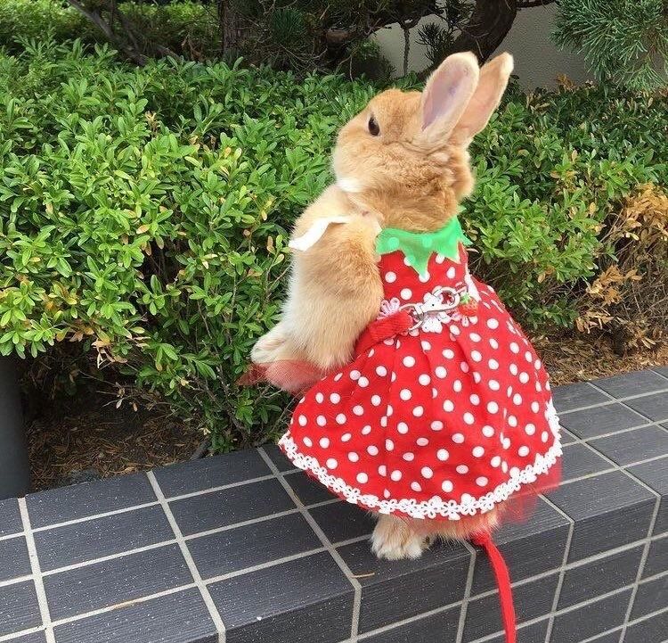 lovesickdoe's tweet photo. bunny in strawberry dress https://t.co/MyOjqIHGMj