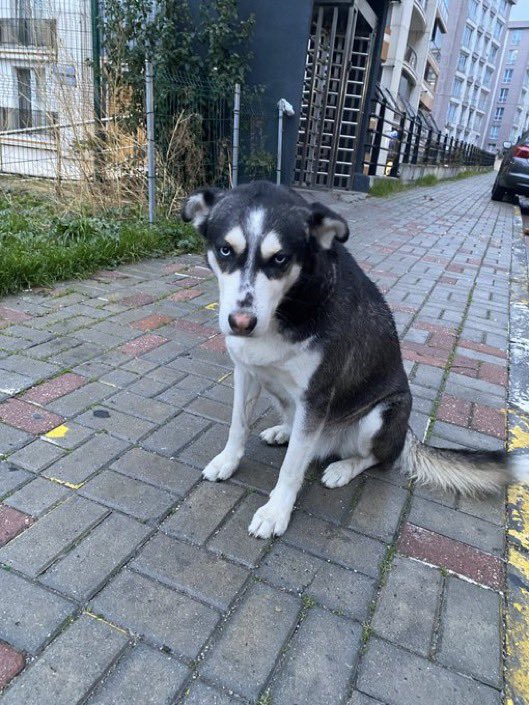 Yuva !!! 

Şu çocuğu kaç kez paylaştım bilmiyorum , artık mutsuzluktan ölecek yemek yemiyor , sürekli uluyor artık lütfen elden ele yayıp yuva bulmasına yardımcı olalım !

İstanbul !!!

<a href="/pelinonem/">Pelin</a>