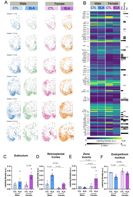 z_baram's tweet image. Just online (& last here?) why does a #stress-sensitive #GABA/#CRH projection mediate ELA effects on adult #reward behaviors in males & not females? Whole-brain mapping & @ladenardo & #AI pipeline uncovers robust #sexdifferences biorxiv.org/content/10.110… @zenbrainest @ShanskyLab