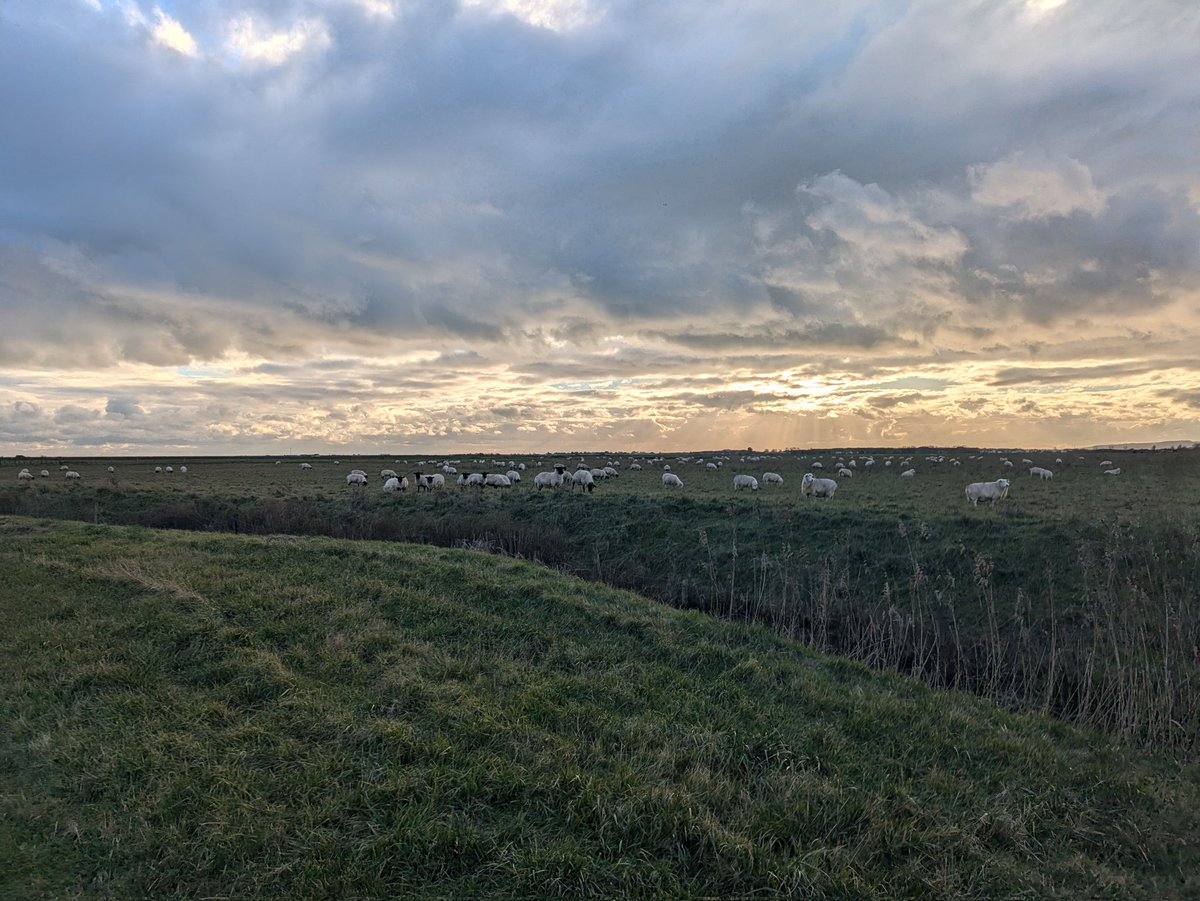 BuzzingSouthEast tweet media