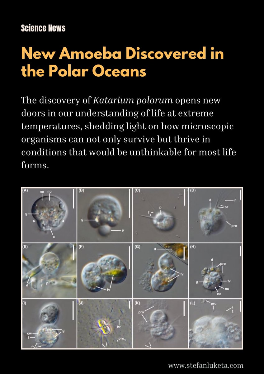 A few days ago, scientists published an exciting discovery from the icy waters of the Arctic Ocean: Katarium polorum, a new cold-loving amoeba that’s turning heads in the world of microbiology.

🧐 Check paper: doi.org/10.1111/jeu.13…

#TestateAmoebae #Protistology