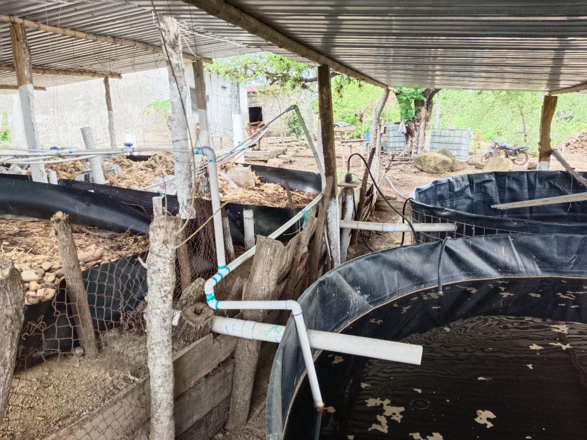el_muromx's tweet photo. #Resistencias |
🪱🌽 La degradación de los recursos naturales llevaron a la comunidad de Rodeo Arroyo Pepesca en #Oaxaca, a adoptar un esquema de transición #agroecológica para producir #alimentos con cero glifosato.

Karla Arrazola / 🖊️
🔗 https://t.co/4C66xqxuEm https://t.co/5OaIlIntcp