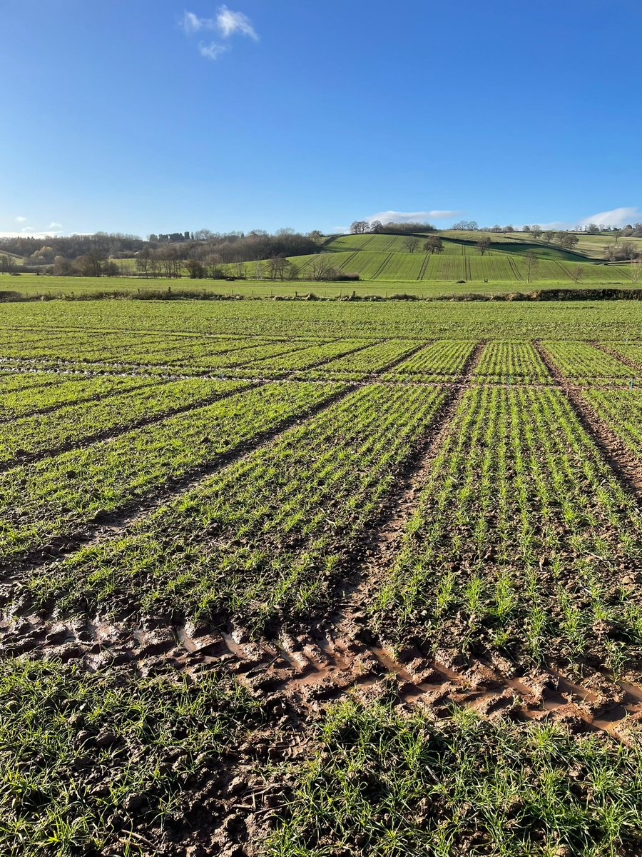 David Griffiths tweet media