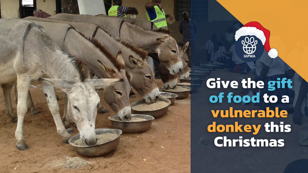 Will you send a £5 Christmas Food Package to a starving donkey?🎄📦🫏

Thousands of donkeys in Tanzania are struggling to survive without food and water. Please send a £5 Food Package &amp; help us give them a sprinkle of hope and full belly this Christmas: bit.ly/iapwa-donkey ❤️