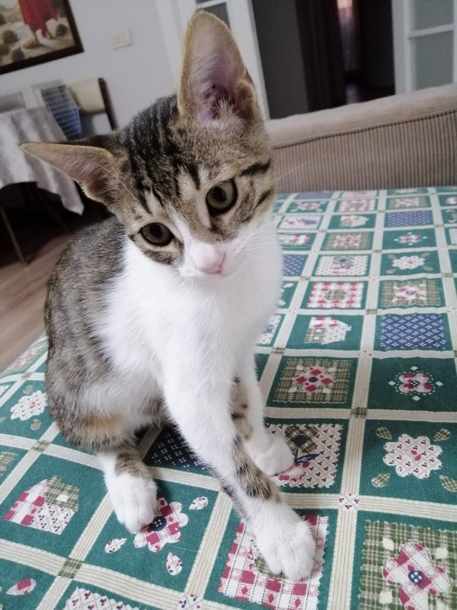 Bitter Çaklıt tweet media