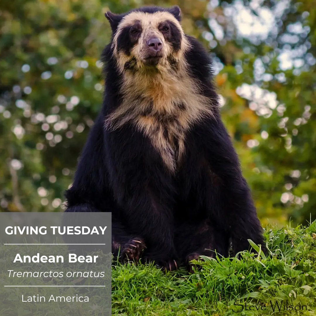 Tomorrow is #GivingTuesday, and we really need your help!

We are asking for donations to help fund our work to establish the Latin America Center for Biological Conservation and Forest Operations.

donorbox.org/giving-tuesday…
youtube.com/watch?v=EEZgL0…

#ConsBio #SaveOurPlanet