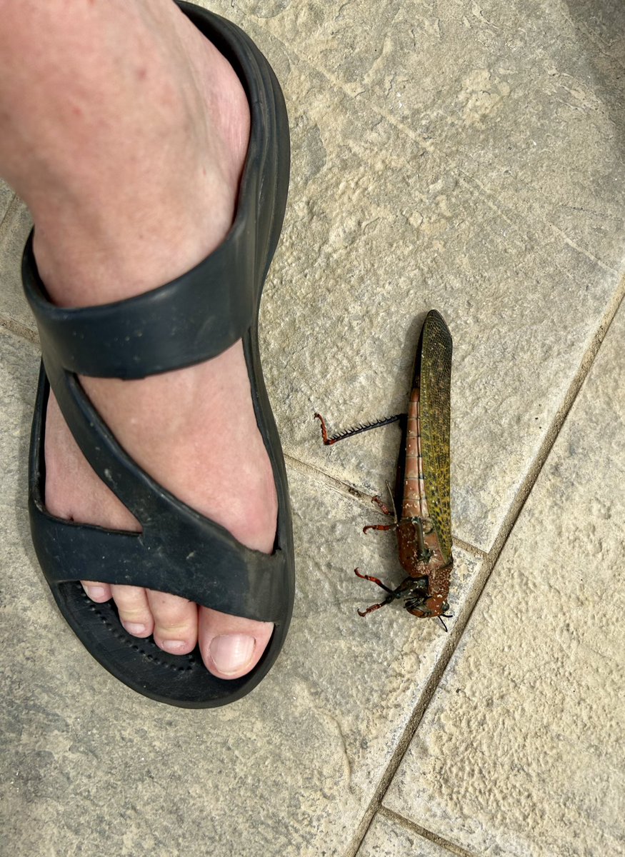 Jack Payne tweet media