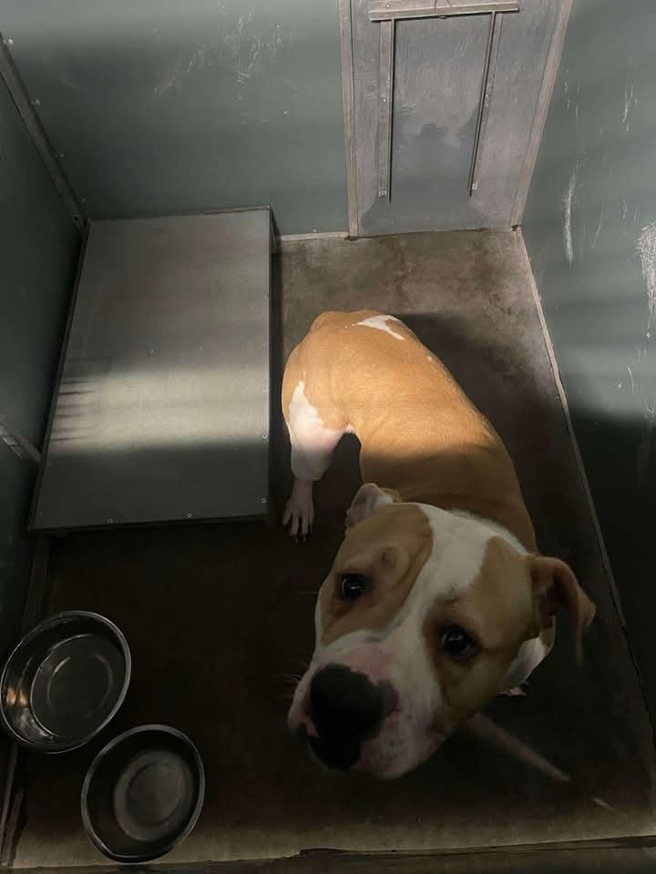 Ali (@alisontarrant) on Twitter photo *URGENT*
Please share for Georgie who is booked for euthanasia on Wednesday 💔
<a href="/dotslondon/">Dogs On The Streets</a> <a href="/Dogs4Rescue/">Dogs 4 Rescue</a> *URGENT*
Please share for Georgie who is booked for euthanasia on Wednesday 💔
<a href="/dotslondon/">Dogs On The Streets</a> <a href="/Dogs4Rescue/">Dogs 4 Rescue</a>
