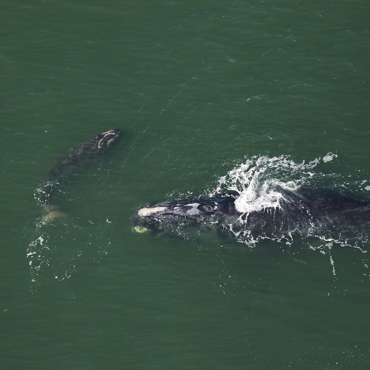 Right whale mother Nauset and calf were spotted by CMARI aerial researchers on December 1 off Sapelo Island Georgia! This mother is 31 and this is her 5th documented calf. Nauset is named after the Cape Cod lighthouse Nauset in honor of her lighthouse-shaped callosity pattern.