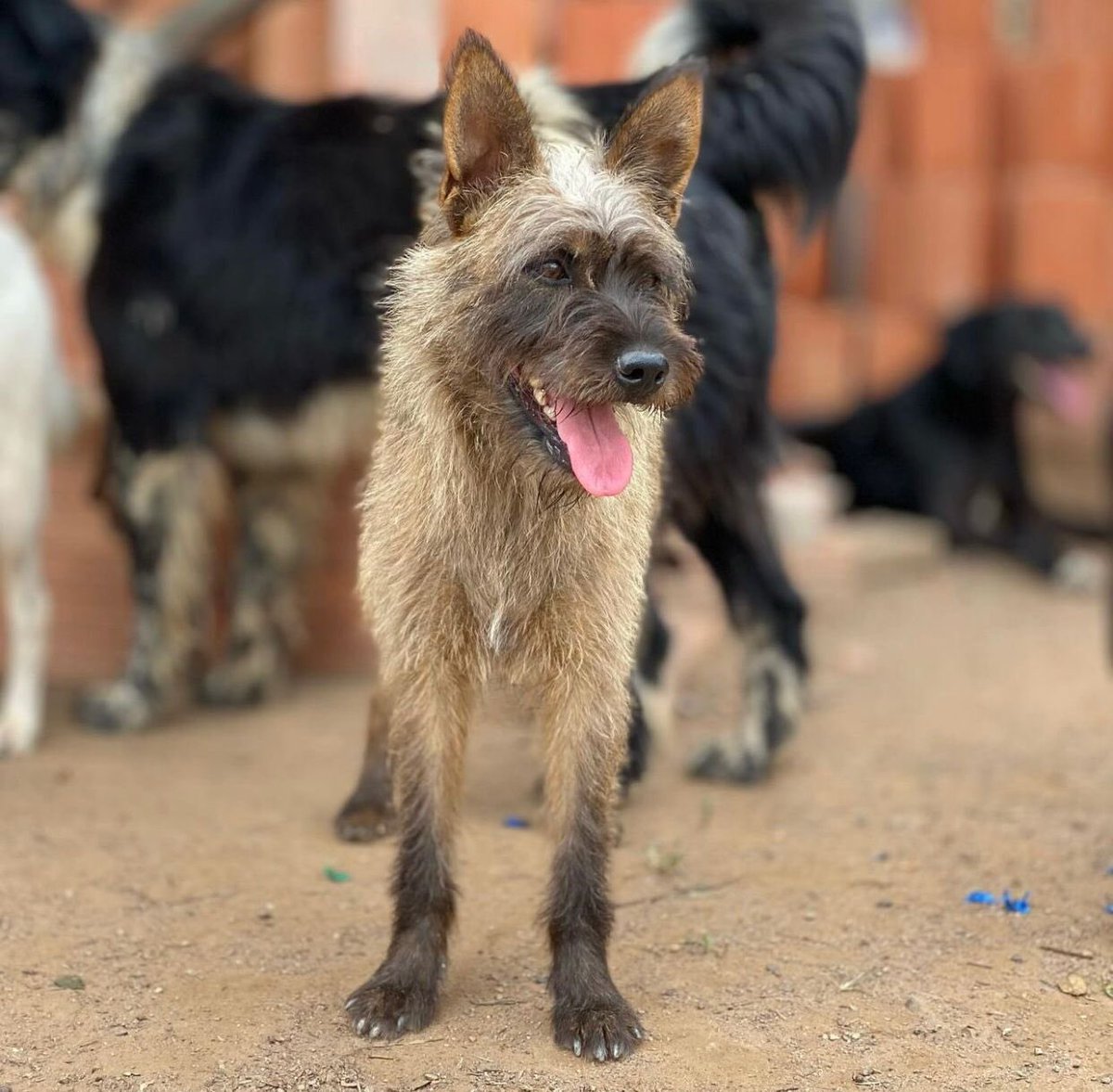 notthatlua's tweet image. Amigos, um tempinho atrás ajudei a resgatar o Fubá da rua. Hoje ele está saudável, castrado, vacinado e disponível para adoção responsável.
Me ajudem a encontrar um lar pra ele por favor 🙏🏻