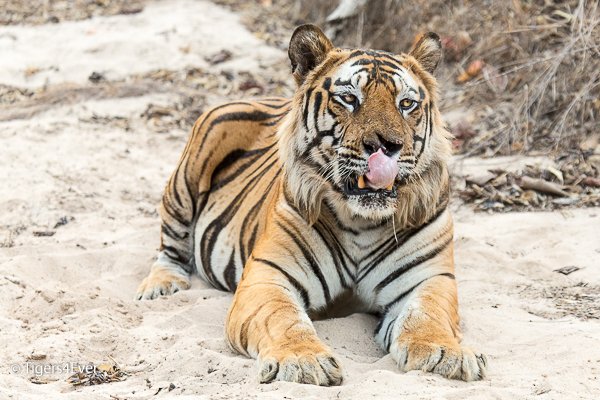 Tigers4Ever2010's tweet photo. Today is #GivingTuesday &amp; every single donation helps wild #Tigers! This year, all online donations to Tigers4Ever from our UK supporters via #GlobalGiving will be matched &amp; if you tick #GiftAid #HMRC will donate too! Lets #MoveAMillion for wild #Tigers https://t.co/Pl6mxU68Tn https://t.co/E3cmTNHevC