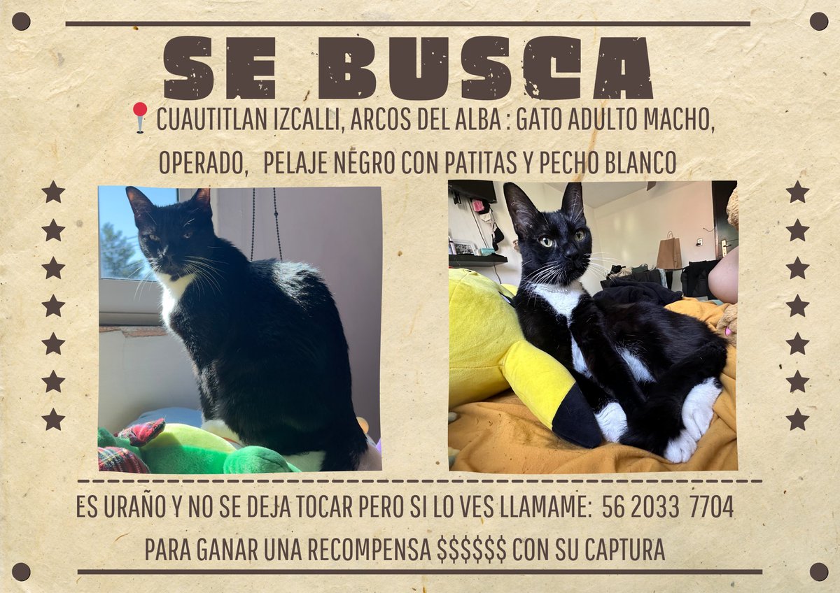 Baal_Ta's tweet photo. En otras noticias 😭
Poke amigos les pido por favor me ayuden, mi corazón está destruido 
Mi bebé está desaparecido y ya no sé qué puedo hacer pero compartan y ojalá que alguien lo haya visto y me puedan ayudar que yo ya no puedo con esto💔ese teléfono es solo para esta búsqueda https://t.co/kVMNSA6ahp