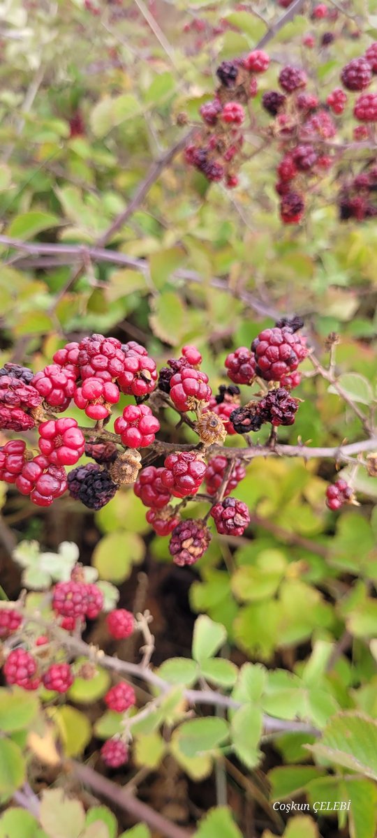 Baharda çiçeklerle
Baharda yapraklarla 
Bekliyorum sesini
Sen gülünce güller açar
Sen gülünce bülbüller öter
Sen gülünce dünya durur
