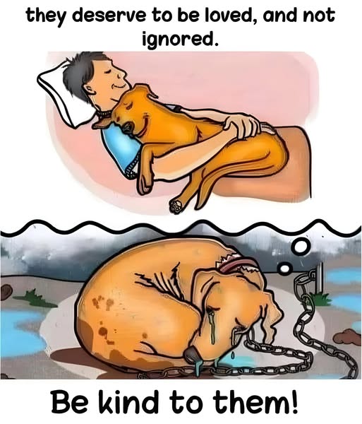 _XDogs's tweet photo. Love heals wounds that neglect creates 🐾❤️ https://t.co/5Y6h3WOG9f