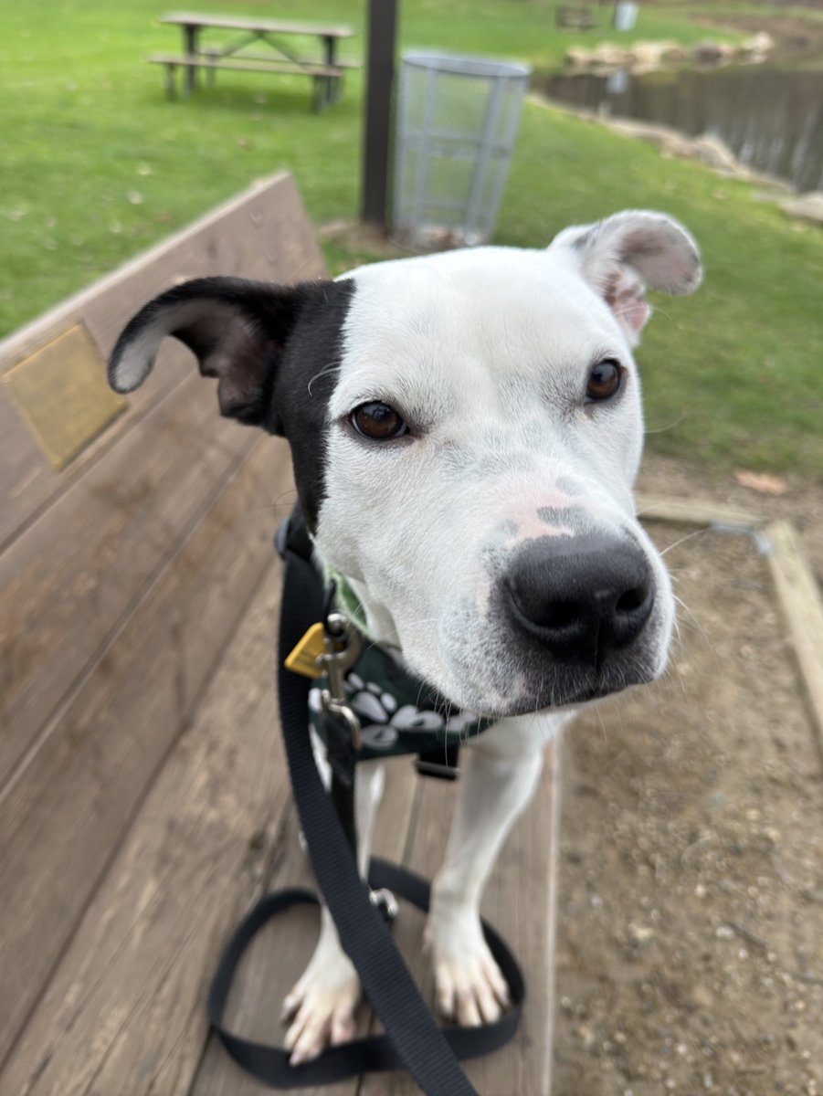 City Dogs Cleveland tweet media