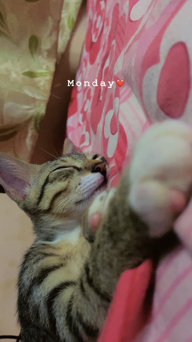 EstherNathan's tweet photo. 🐱❤️ https://t.co/02Ch0Cg9Aq