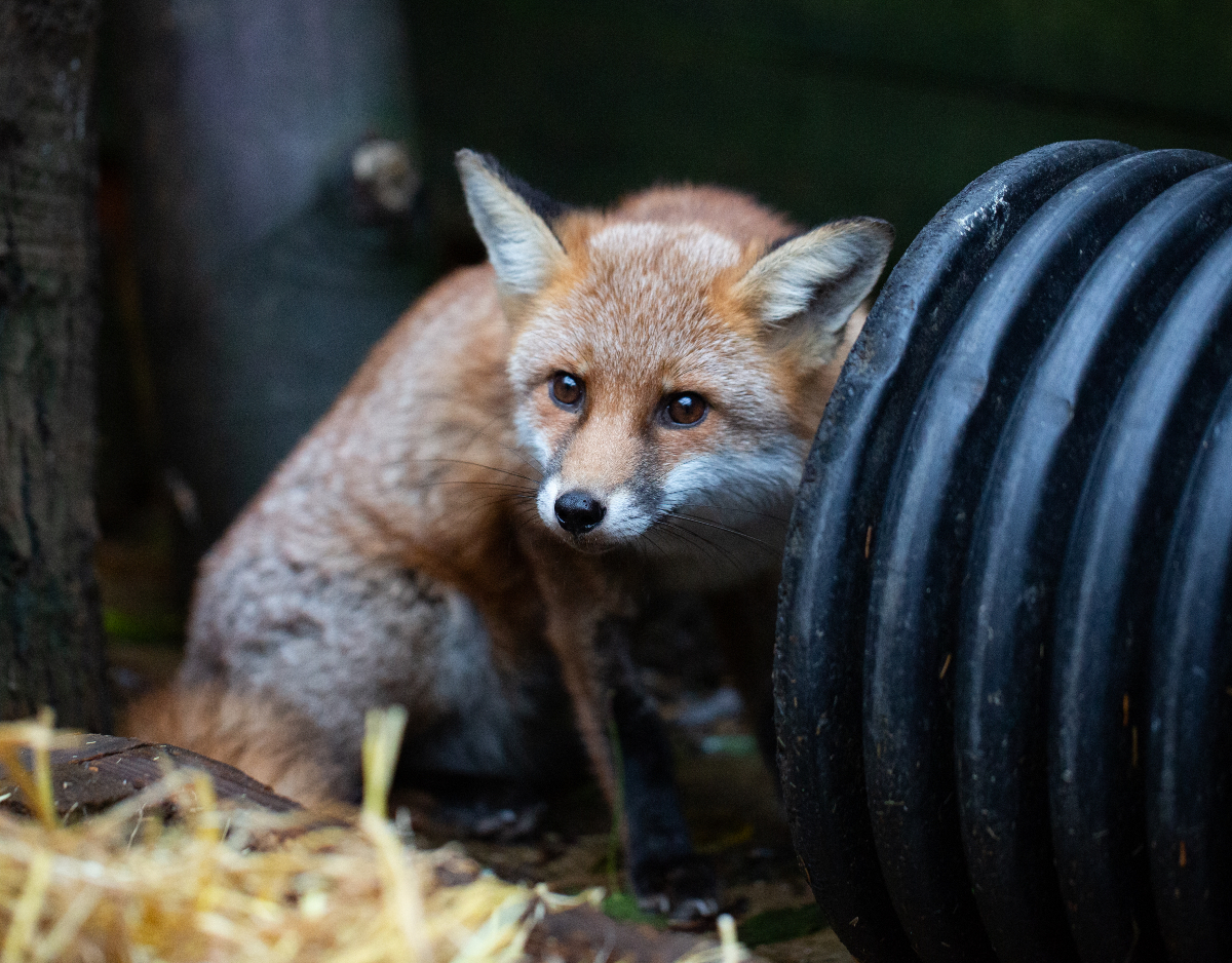 "Gala", was discovered to have a burden of lungworm🥴, but, after swiftly being placed on treatment and being given support whilst he recovered, we're happy to report he's regained his body condition.

Help us get foxes back to full health by donating justgiving.com/campaign/winte…