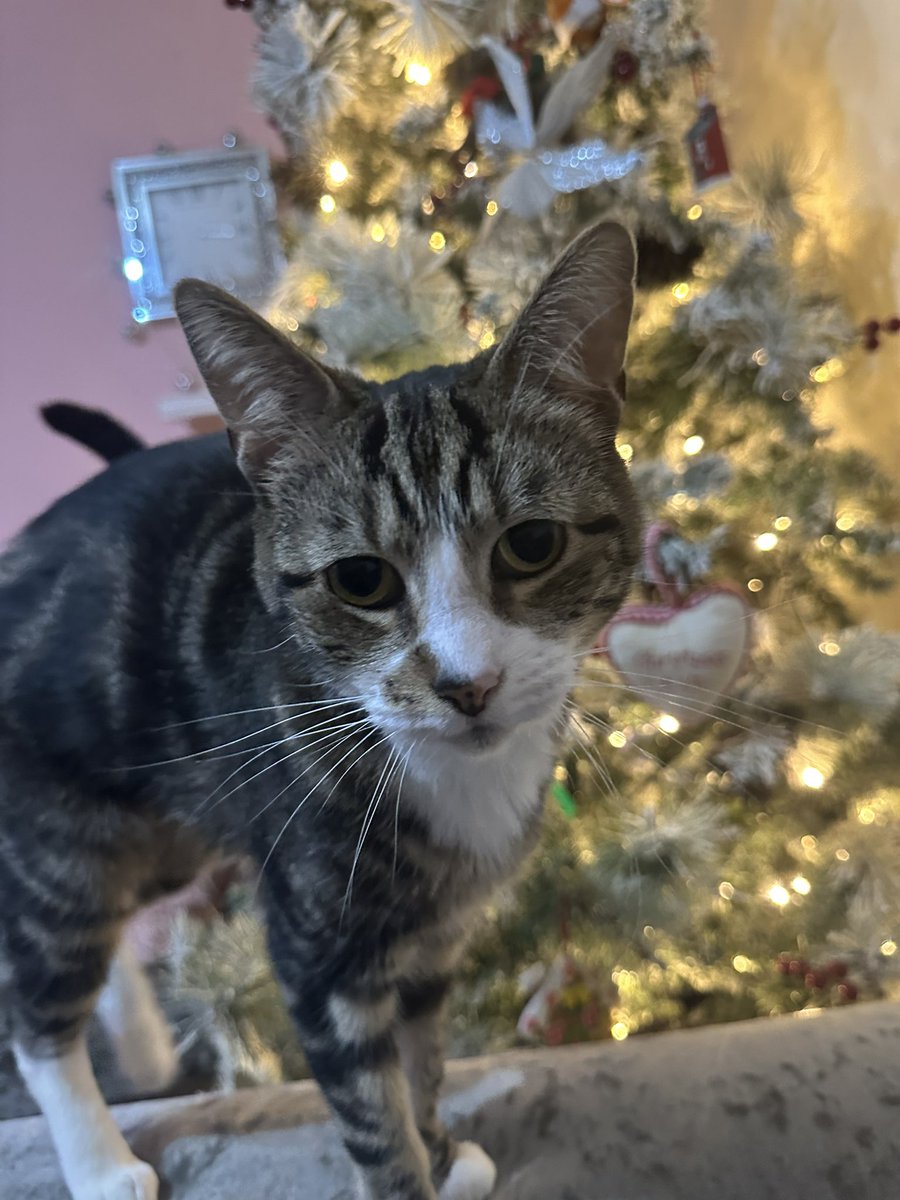 Amazing few days, positive London trip, celebrating my beautiful Nan turning 90 with our family and today I’ve put up my Christmas tree! 🩷🎄 my little Ted is a tad confused by my tree