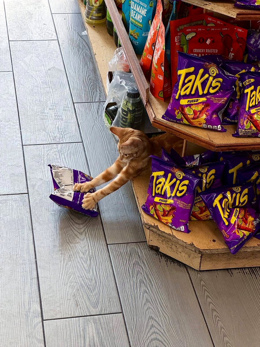 Bodegacats_'s tweet photo. https://t.co/cO1d2epeZs