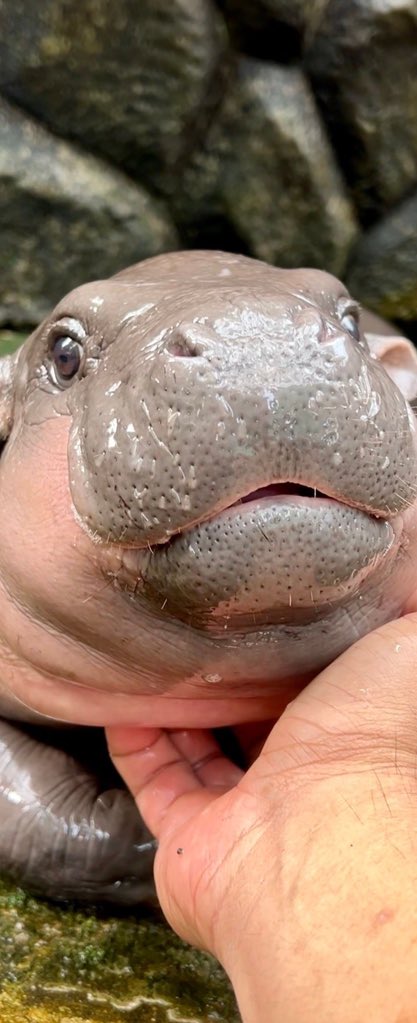 Grey BTC tweet media