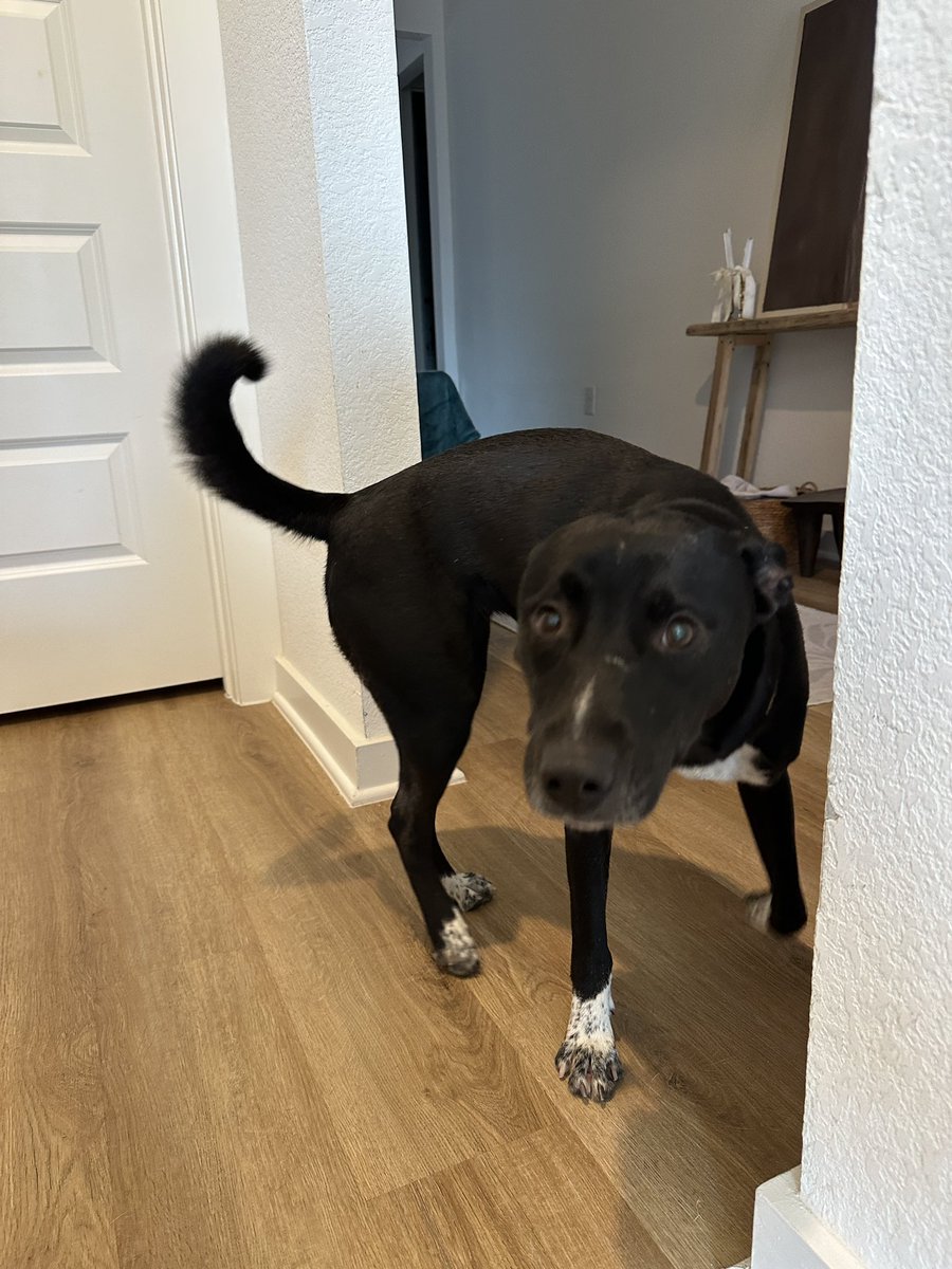 ATX dog lovers. 

We found this dog outside our home yesterday. No chip &amp; we can’t find if there’s an owner. 

She’s maybe one year old, kind, gentle &amp; very sweet. 

All shelters are full and we already have two dogs of our own. 

Anyone possibly interested in fostering or