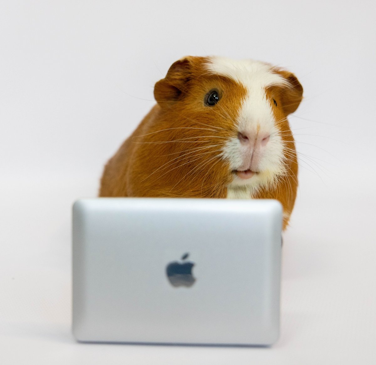 Ollie & Perry tweet media