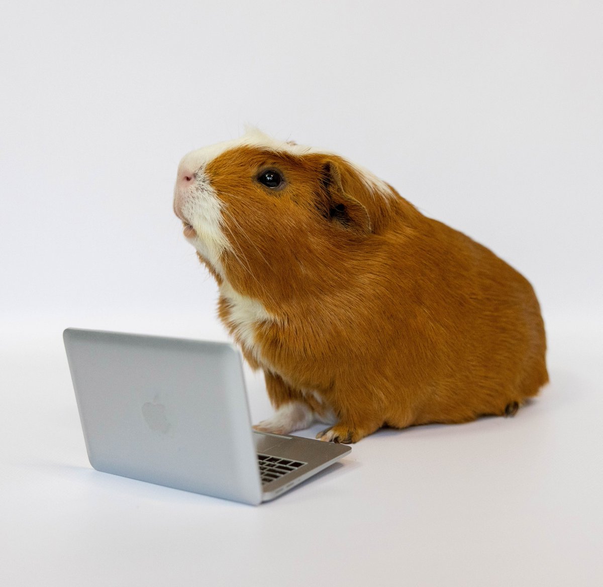 Ollie & Perry tweet media