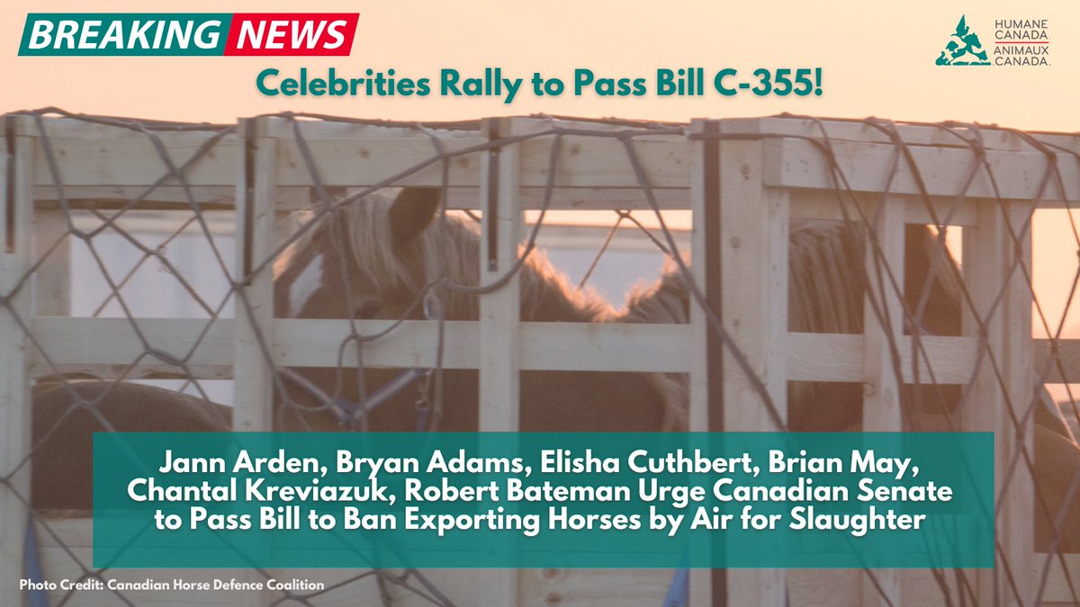 HumaneCanada's tweet photo. Canadian icons like Jann Arden, Bryan Adams, &amp; Elisha Cuthbert—joined by many more stars—urge the Senate to pass Bill C-355 to end cruel live horse exports. 

#BanHorseExports #BillC355 #HumaneCanada #LiveHorseExport #Senate #CDNPoli 

🔗 https://t.co/aS68I9zFCI https://t.co/nZfMqy8VkY