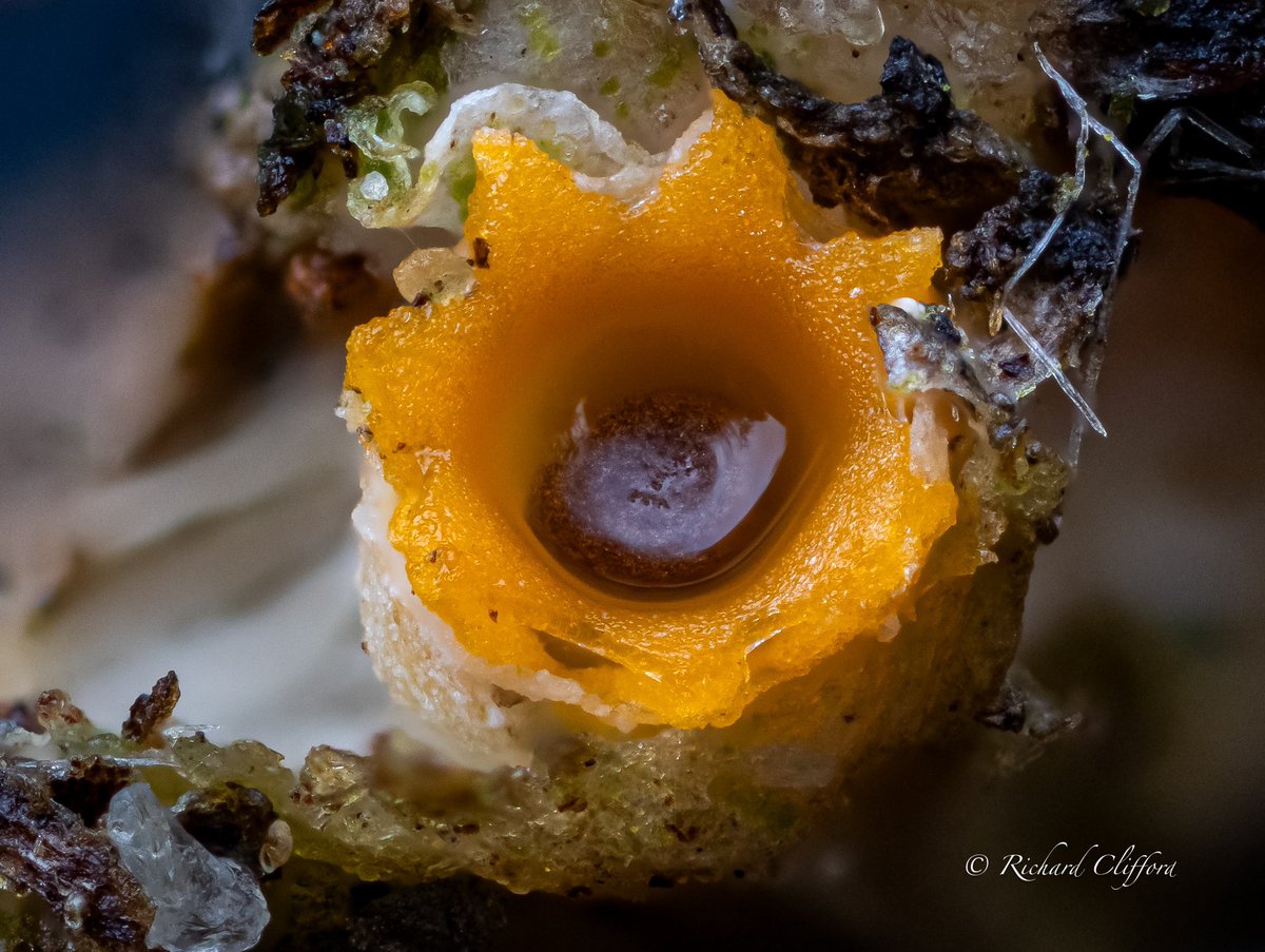 Cannonball Fungi  (Genus Sphaerobolus)

The tiny fruiting bodies of this fungi are about 3 mm across, and split open when ready to disperse their spores which shoot out like a cannonball. It has been noted these can travel as far as 3 metres!
<a href="/NTCroome/">Croome NationalTrust</a> <a href="/nationaltrust/">National Trust</a> <a href="/WorcsWT/">Worcs Wildlife Trust</a>