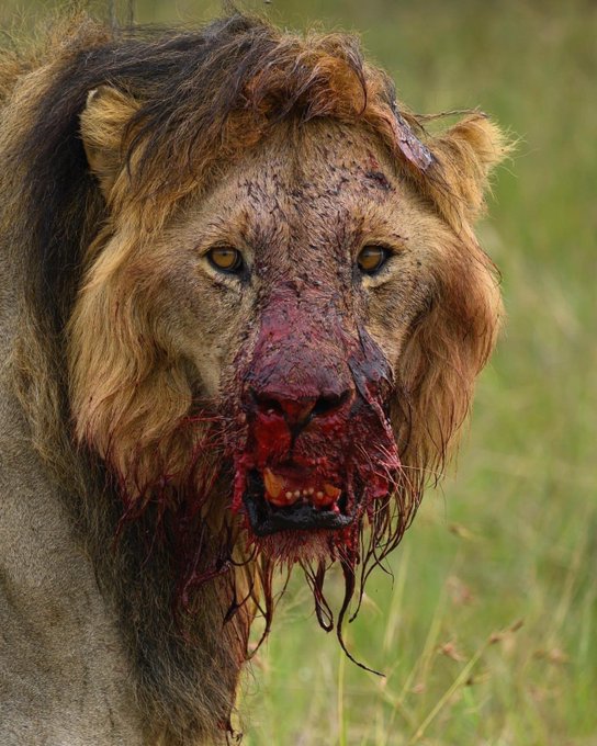 La aterradora belleza de la vida salvaje ~ Un hilo🧵

⚠️Hilo NO apto para personas sensibles

(No lo abras si eres de corazón blando)