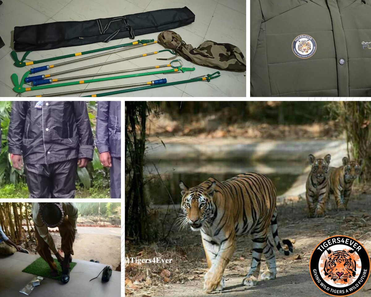 Tigers4Ever2010's tweet photo. Today is #GivingTuesday &amp; every single donation today will help wild #Tigers! This year, all online donations to Tigers4Ever from our supporters in the USA via #GlobalGiving will be tax-deductible &amp; matched! #MoveAMillion https://t.co/Pl6mxU6GIV https://t.co/7RspNCpSn8