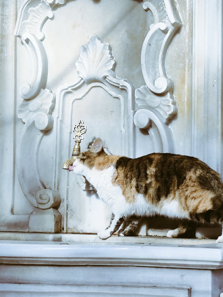 eslemzeynepder's tweet photo. Gözümden kedi fotoğrafı günü 🌬️ https://t.co/JbX4MGyBnl